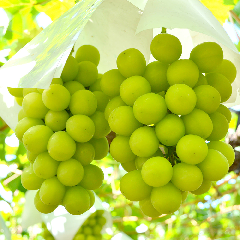 Yamanashi Prefecture Shine Muscat approx. 3.5kg (7 PCS)