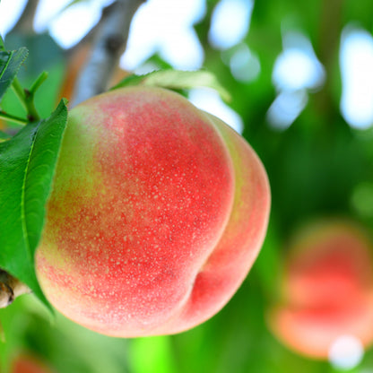 Yamanashi Prefecture Pink Peaches, Large, Approx. 5kg (13-16 pcs)