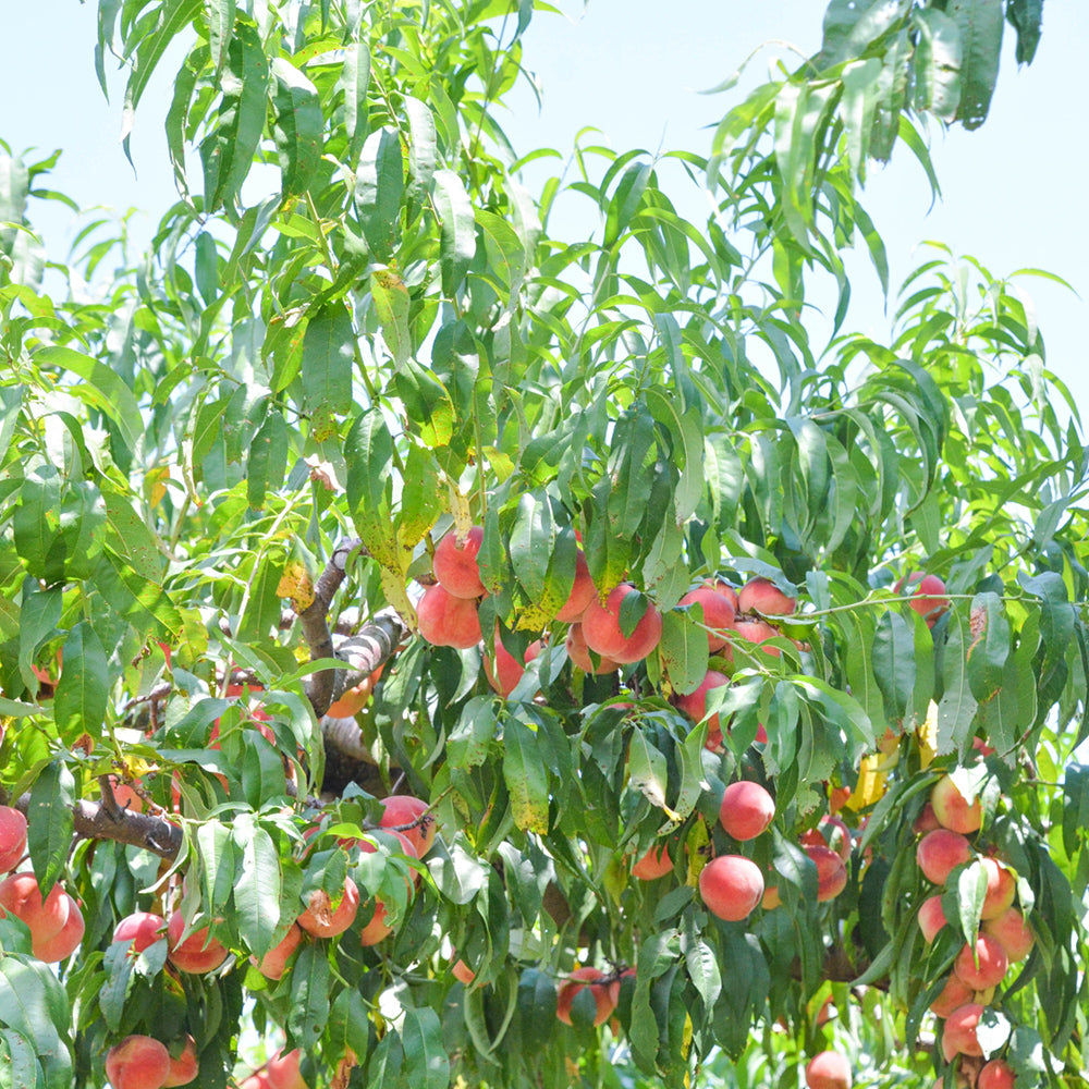 Yamanashi Prefecture Pink Peaches, Large, Approx. 5kg (13-16 pcs)