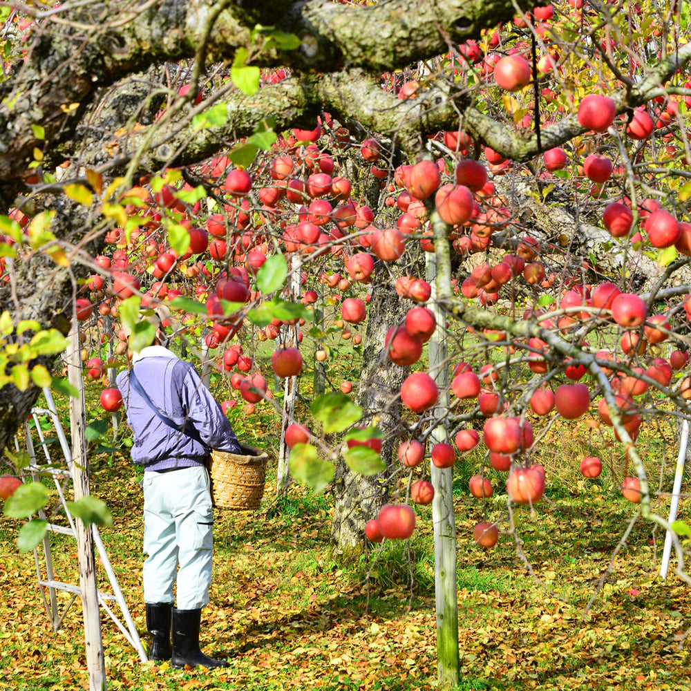 Aomori Prefecture or Nagano Prefecture San Fujitsugaru Apples, Large, approx. 10kg (36 pcs)