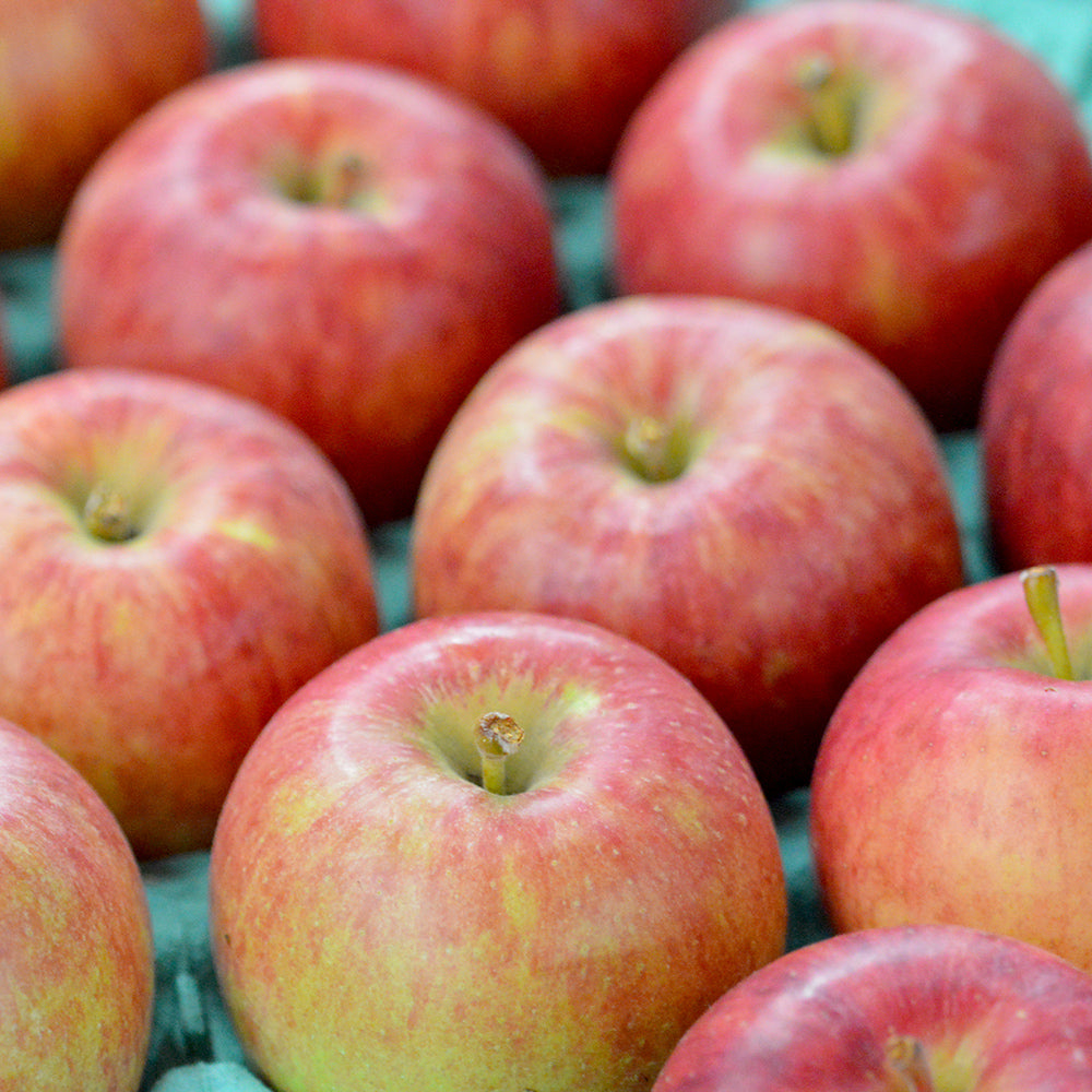 Aomori Prefecture or Nagano Prefecture San Fujitsugaru Apples, Large, approx. 10kg (36 pcs)