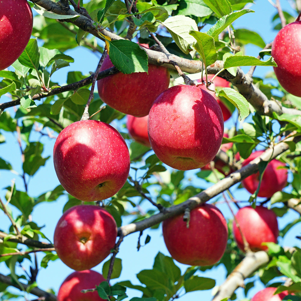 Aomori Prefecture or Nagano Prefecture San Fujitsugaru Apples, Large, approx. 10kg (36 pcs)